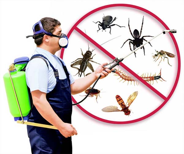 госслужба по уничтожению насекомых