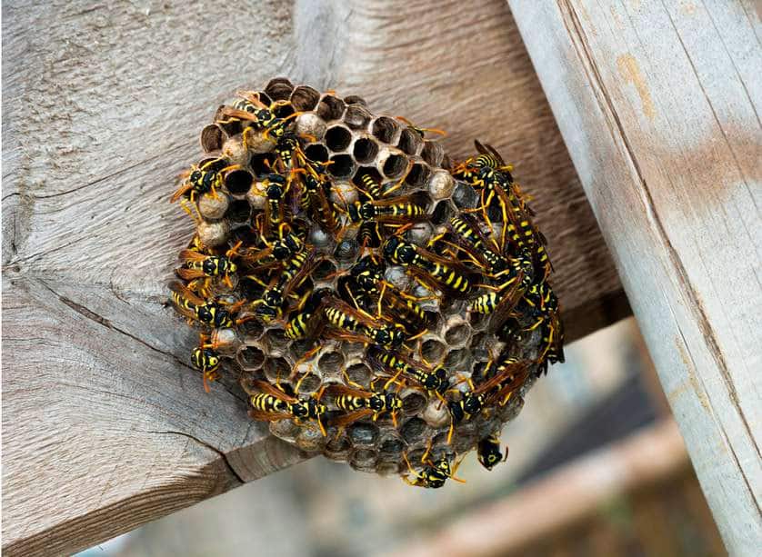 пчелиное гнездо